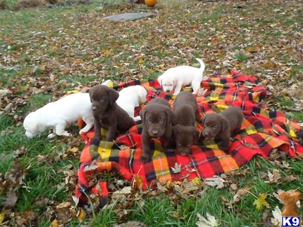 labrador retriever puppy posted by Rick Swenson